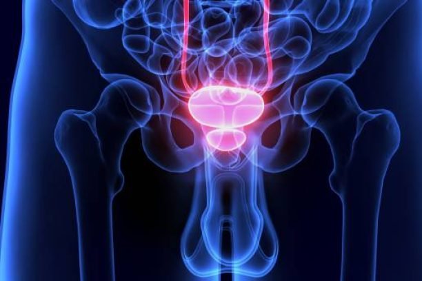 The urinary bladder is a hollow muscular organ in humans and some other animals that collects and stores urine from the kidneys before disposal by urination. In the human the bladder is a hollow muscular,