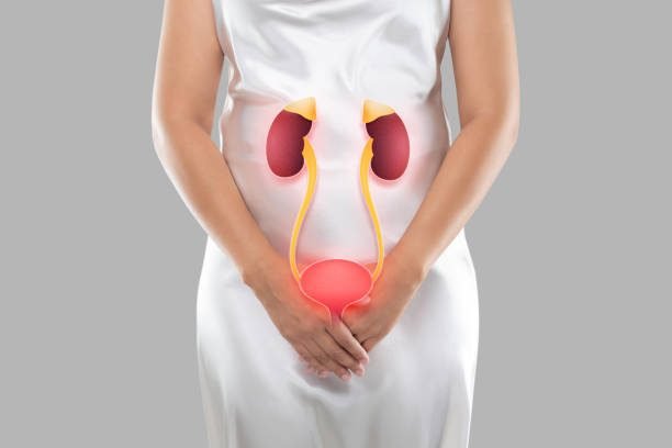 Illustration of the bladder and kidneys is on the woman's body, On a gray background, Kidney failure or Kidney damage